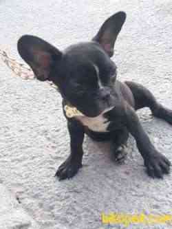 2 Buçuk Aylık Yavru French Bulldog 3