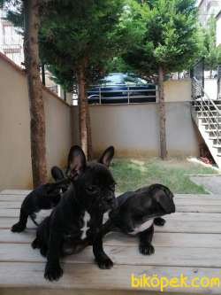 2 Dişi 1 Erkek 5