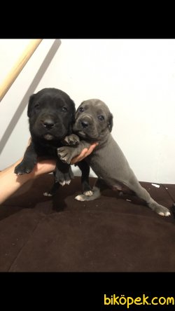 2 Erkek 2 Dişi Cane Corsa Yavrumuz Irk Garantili 1