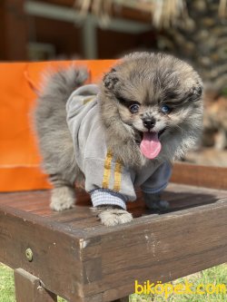 2 Göz Mavi Merle Ayı Susat Teddy Bear Pomeranian Secereli 3