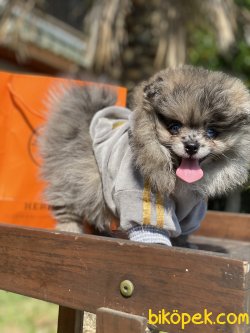 2 Göz Mavi Merle Ayı Susat Teddy Bear Pomeranian Secereli 2