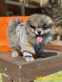 2 Göz Mavi Merle Ayı Susat Teddy Bear Pomeranian Secereli 1