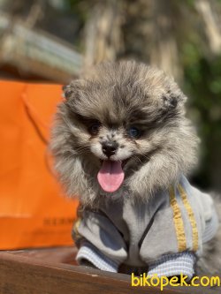 2 Göz Mavi Nadir Renk Merle Teddy Bear Pomeranian 4