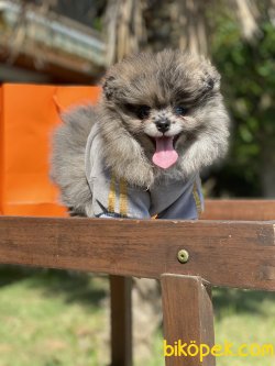 2 Göz Mavi Nadir Renk Merle Teddy Bear Pomeranian 5