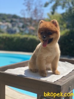 2 Kg Orjinal Pomeranian Boo Oğlumuz Liss 3