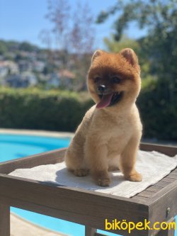 2 Kg Orjinal Pomeranian Boo Oğlumuz Liss 2