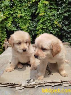 2 Tane Golden Yavrusu 2 Aylık Bir Erkek Bir Disi 2