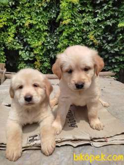2 Tane Golden Yavrusu 2 Aylık Bir Erkek Bir Disi 3