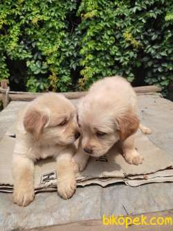 2 Tane Golden Yavrusu 2 Aylık Bir Erkek Bir Disi 5