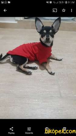 2 Yaşında  Dişi Minyatür Pincher Cinsi Köpeğime Acil Yuva 2