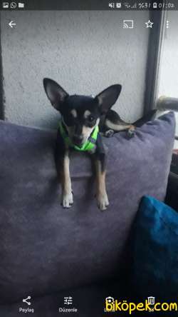 2 Yaşında  Dişi Minyatür Pincher Cinsi Köpeğime Acil Yuva 5
