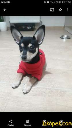 2 Yaşında  Dişi Minyatür Pincher Cinsi Köpeğime Acil Yuva 3