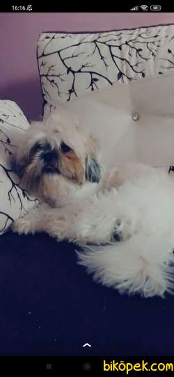 2 Yaşında Erkek Shih Tzu 1