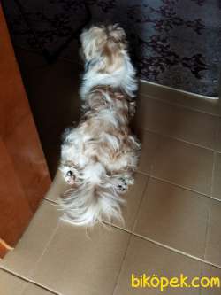 2 Yaşında Erkek Shih Tzu 3