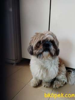 2 Yaşında Erkek Shih Tzu 2