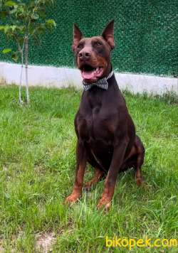 2 YAŞINDA KIZIL DOBERMAN
