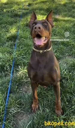 2 YAŞINDA KIZIL DOBERMAN 2