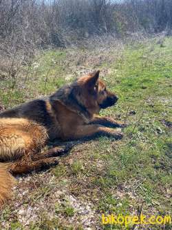 2 Yaşında Secereli Alman Çoban Köpeği 3