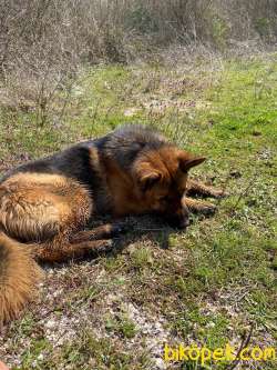 2 Yaşında Secereli Alman Çoban Köpeği 2