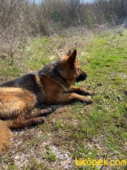 2 Yaşında Secereli Alman Çoban Köpeği 4