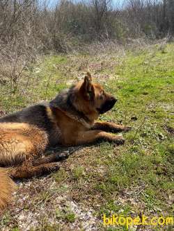 2 Yaşında Secereli Alman Çoban Köpeği 5
