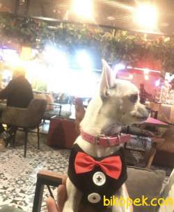 20 Aylık Sosyal Ve Eğitimli Dişi Chihuahua 1
