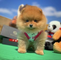 Orijinal Renk Miniboy PomeranianBoo Kızımız 5