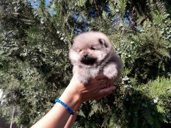 Mükemmel Safkan Irk Garantili Pomeranian Yavrularimiz 3