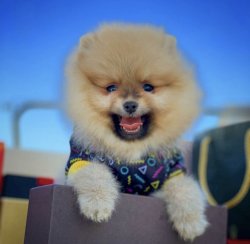 Orijinal Miniboy Pomeranianboo Yavrularımızdan 1