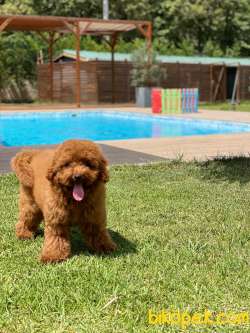 ENFES TOY POODLE YAVRULARI ISTANBUL 2