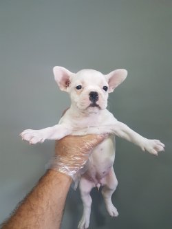 Satılık Frenç Bulldog Yavruları 2