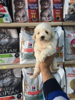 KAR BEYAZ MALTESE TERRİER YAVRUMUZ ANKARA PET SHOP TA 4