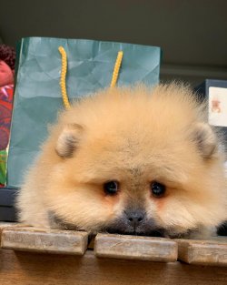 Yarışma Düzeyi Safkan PomeranianBoo Yavrumuz 1