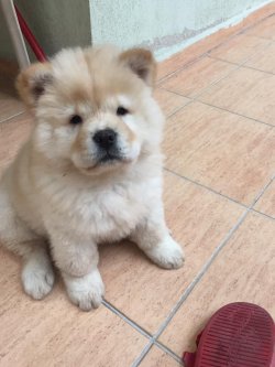 Chow Chow Çi̇n Aslanı Yavrularımız 1
