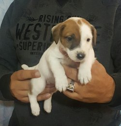 Jack Russell Terrier 4