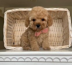 Sevi̇mli̇ Toy Poodle Yavrularımız 5