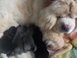 Anne Altından Safkan A Kalite Chow Chow Çin Aslanı Yavrularımız 1