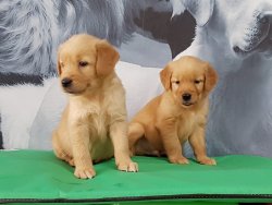 Satilik Golden Retriever Yavru Köpekler 3
