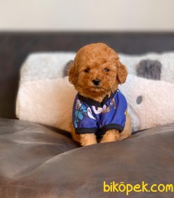 ToyPoodle Red Teacup Erkek Yavrumuz 1