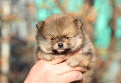 Partycolor Orjinal Pomeranian Yavrular 1