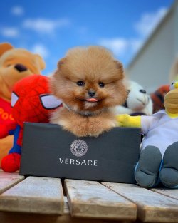 Ender Taba Renk Orjinal Boo Ayıcık Yüz Büyümeyen Irk Yavrularımızdan 3