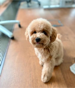 Safkan Poodle Yavru 1