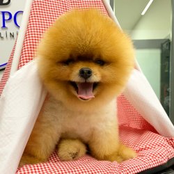 Teddy Face Pomeranian Boo Yavrularımız 2