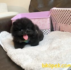 Pomeranian Boo Safkan Beyaz Ve Safkan Erkek Teacup Yavrumuz 2