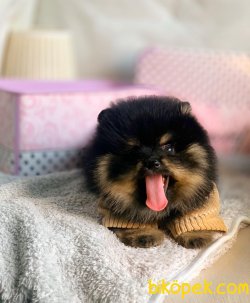 TEDDY FACE BLACK TAN POMERANİAN BOO 2