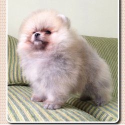 Yeni Gelen Beyaz Party Colour Renk Pomeranian Boo 1