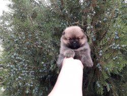 A Kalite Mükemmel Pomeranian Yavrulari 4