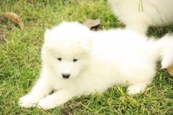 PAMUK GİBİ SAMOYED YAVRULARI 3