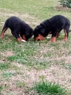 Rotweiller Yavrular 3
