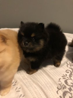 Pomeranian Boo Bebekler 5